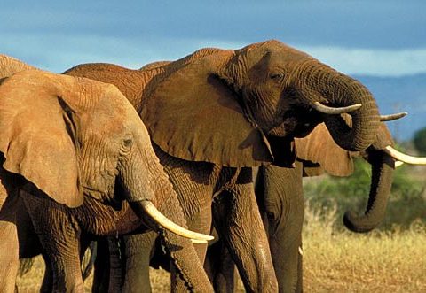 olifanten afrika